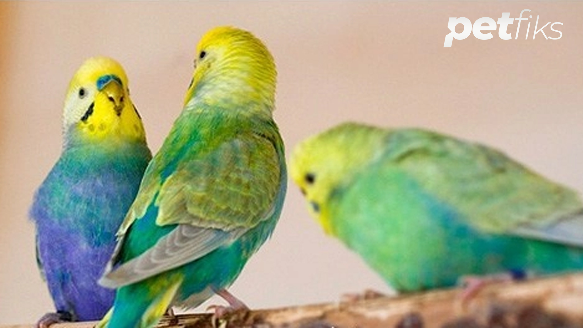 Rainbow Muhabbet Kuşu Özellikleri ve Bakım Tavsiyeleri