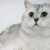 Chinchilla Kedi Irkı Özellikleri ve Bakım Rehberi