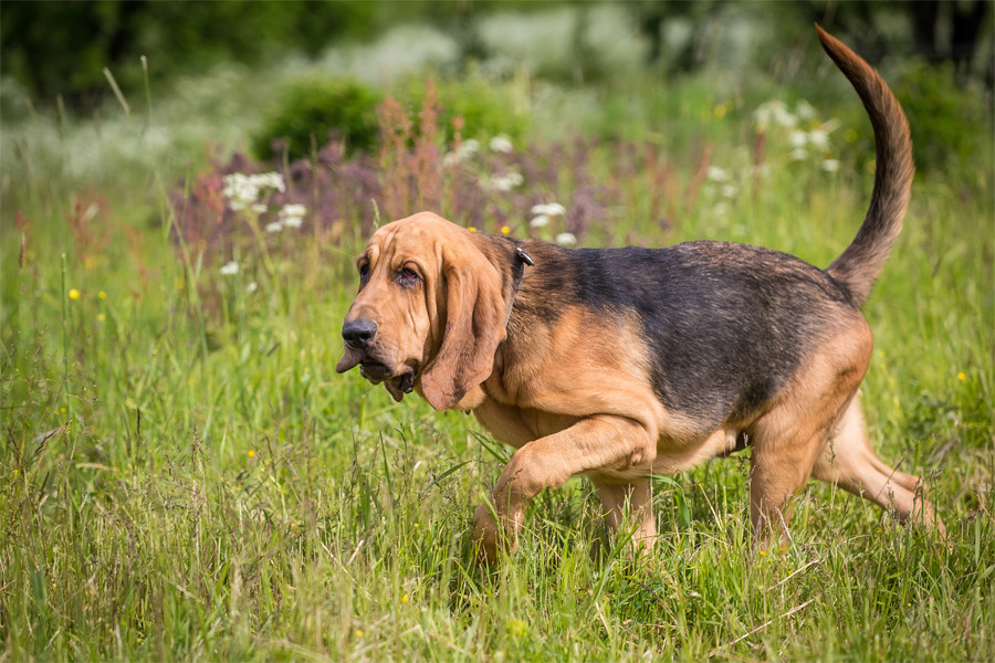 Otların arasında gezen Bloodhound ırkı köpek
