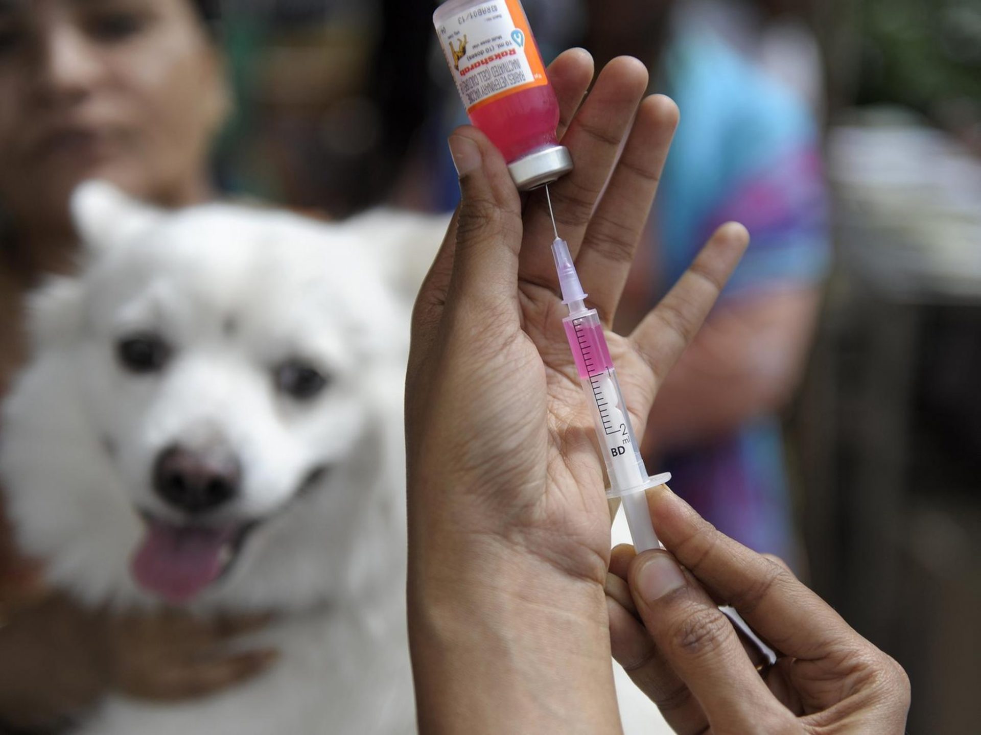 Köpeklere Aşı Yapılmazsa Ne Olur?